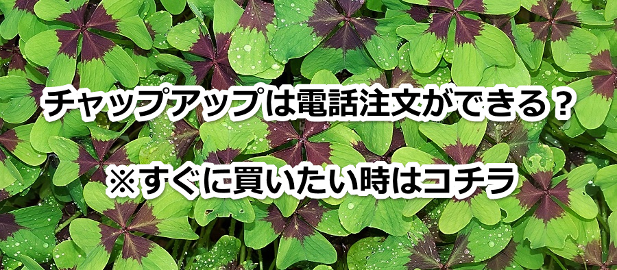 チャップアップは電話注文ができる?※すぐに買いたい時はコチラ